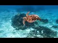 「アオウミガメ」「Green turtle」【4k 水中 UNDERWATER】【宮古島　海　サンゴ　魚　シュノーケリング　水族館　観光　移住】