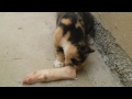 Kitten playing with pig's foot.