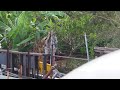 Trying to use a nailgun to shoot a brush turkey