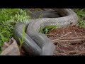 Intense  Two King Cobras Fight for a Nearby Queen 🥊 Into the Wild India   Smithsonian Channel