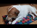 Jack Russell Terrier mix munching treats pt. 2