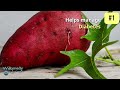 Top 7 Surprising Health Benefits of Sweet Potatoes |  Sweet Potato the antioxidant vegetable