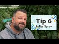 Hot to Grow a MASSIVE Chilli Pepper Plant! 6 Top Tips!