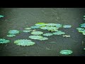 Rainy Day ASMR: The Soft Sound of Rain on Lotus Leaves Over the Pond