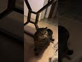 Подборка: Кот Миша / Compilation Cat Misha