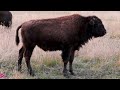 Adorable Baby Bison's Cute Grunts Caught on Camera - Grand Teton National Park #bison #bisonherd