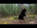 Cameras Capture Grizzlies As They Rub Trees To Say Hi To Their Neighbours | Wild Canadian Year