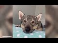 Swedish Vallhund - Top 10 Facts