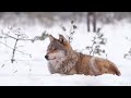 Alaska 4K - Scenic Relaxation Film With Calming Music