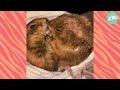 Two Prairie Dogs Get on to Mischief in New Home | Cuddle Buddies