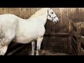 Mid Ohio Draft Horse Sale - Spring 2024