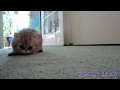 12 07 27 Hide and seek with Persian kitten Kemo Sabe