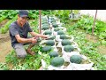 Good Tips Growing Watermelon Early In The Season, Guaranteed To Triple Yield At Home