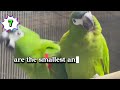List of Parrot Species in Asuero Aviary Part I