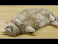 Cute Munchkin Cat Favorite Place