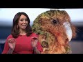 Critically endangered Kākāpō threatened by deadly outbreak | Sunday Investigates