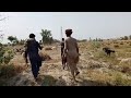 Rural Pakistan | Village life in Punjab , Pakistan | Kot addu , Zahid Saraiki