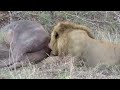 Four lions kill three buffalo!!!! Djuma - Sabi Sands