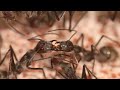 BIG ants going BIGGER! Camponotus singularis update