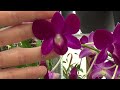 All my orchids in bloom in May 2024!