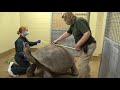 Meet Abrazzo the Galapagos Tortoise