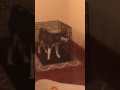 4-Month old Siberian Husky opens crate door