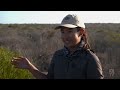 Return to 1616: Former island pastoral operation being returned to its natural state | ABC Australia