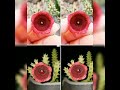 Huernia and Gymno blooms