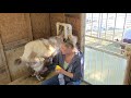 Episode 1 setup and Milking 2 goats at a time on milking machine.  Goat Milking, milking a goat