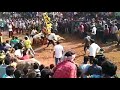 BULL KILLED during JALLIKATTU