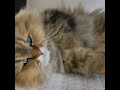 0226 A cute chinchilla golden Persian cat, her name is Hitomi.Distributed from Japan. #Shorts