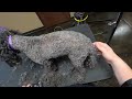 SEVERELY Matted Poodle Makeover