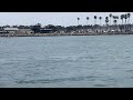 Baby Whale in rock jetty Mission Beach San Diego Ca March 11,2024