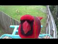 Northern Cardinal : 🎥 4K 🎥 Its a jungle out there! #shorts