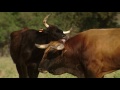 The bull's role in the reproductive process