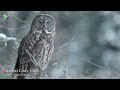 The Best Owl Sounds🦉- Different Types of North American Owls and Their Sounds🎶