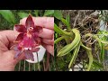 Don't WAIT🙏🏼  7 Step Guide to Rescuing Orchids | Signs & Symptoms that Show Stress #ninjaorchids