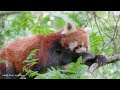 The King of the wild animal jungle   - Beautiful Animals Movie with Smooth Relax Piano Music