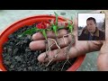 Professional Grower Exposes Fake Rose Propagation Videos