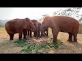 Joyous Arrival: KhamLa's Herd at ENP - ElephantNews