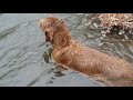 Senior dog catches fish in cold water