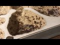 Moving my Red Harvester Ants into the New Nest