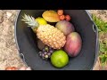 🤠PARAÍSO DAS FRUTAS/ANDANDO PELO SÍTIO E COLHENDO FRUTAS/FARTURA DE FRUTAS!🙌