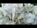 pollination hydrangea/hortensia_penyerbukan hortensia_vlog 21