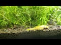 Tank Crash - How to Cycle A Tank That You Disturbed The Bacteria Balance In. Re-Cycling Aquariums