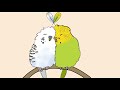 Parakeet Sounds and Their Meanings 🐦🔊