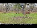 Browning Spec Ops Edge Trail Cam Video 11/21/2022