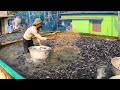 Hybrid Magur Fish Farming Business | Million Of Hybrid Magur Eating Food in Tank | Fish Farm in Asia