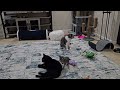 Kitten Playing With The Big Cats