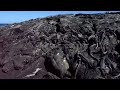 Galapagos Sea Iguanas